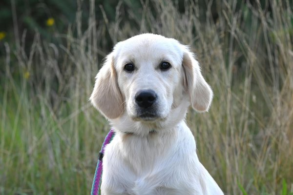 Exterminateur de chenilles processionnaires en Île-de-france : agissez maintenant !