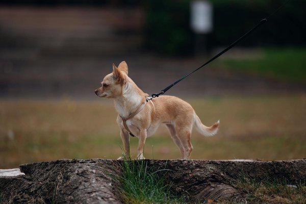 Renforcez votre lien au centre équestre la torche