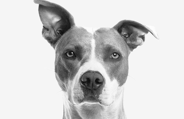 Quelles sont les meilleures techniques de désensibilisation pour un chien de race Skye Terrier craintif ?