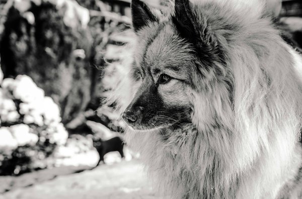 Quelles mesures préventives adopter pour un chien de race Keeshond prédisposé à la luxation de la rotule ?