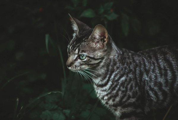 Quelle est la méthode la plus efficace pour apprendre à un chat de race Toyger à répondre à son nom?