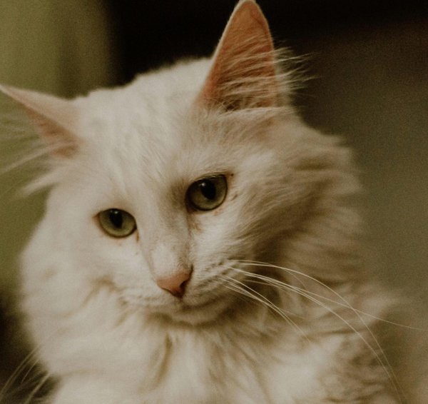 Comment aménager une maison pour la sécurité d'un chat de race Turkish Angora particulièrement aventureux?